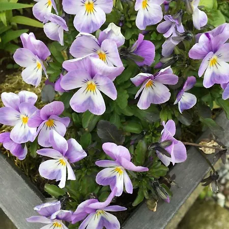 Casa de Férias Gaestehaeuschen „kleine Auszeit“